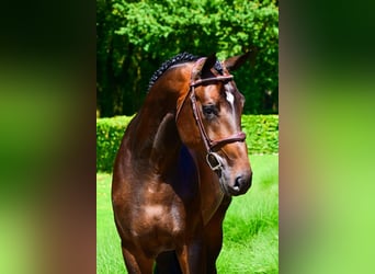 Studbook européen anglo, Étalon, 4 Ans, 172 cm, Bai brun