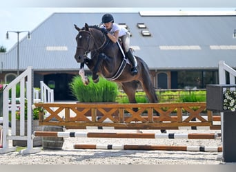 Studbook européen anglo, Étalon, 4 Ans, 172 cm, Bai brun