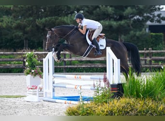 Studbook européen anglo, Étalon, 4 Ans, 172 cm, Bai brun