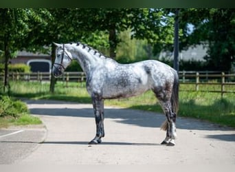 Studbook européen anglo, Étalon, 6 Ans, 170 cm, Gris