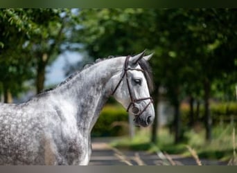 Studbook européen anglo, Étalon, 6 Ans, 170 cm, Gris