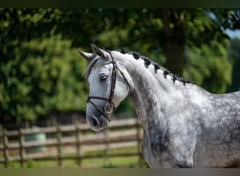 Studbook européen anglo, Étalon, 6 Ans, 170 cm, Gris