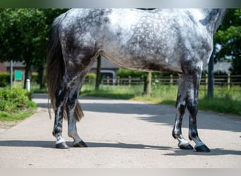 Studbook européen anglo, Étalon, 6 Ans, 170 cm, Gris