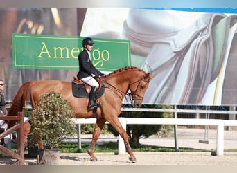 Studbook européen anglo, Étalon, 7 Ans, 183 cm, Alezan brûlé