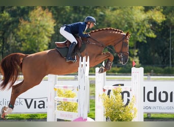 Studbook européen anglo, Étalon, 7 Ans, 183 cm, Alezan brûlé