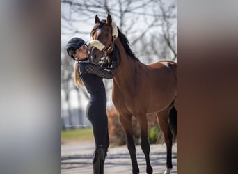 Studbook européen anglo, Étalon, 4 Ans, 146 cm, Bai