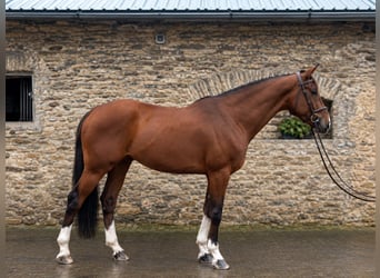 Studbook européen anglo, Hongre, 10 Ans, 170 cm, Bai cerise