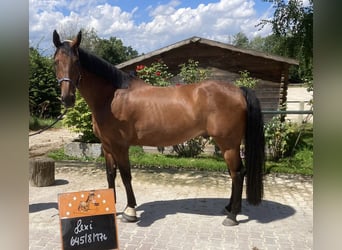 Studbook européen anglo, Hongre, 10 Ans, 176 cm, Bai