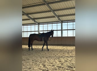 Studbook européen anglo, Hongre, 10 Ans, 176 cm, Bai