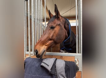Studbook européen anglo, Hongre, 10 Ans, 176 cm, Bai