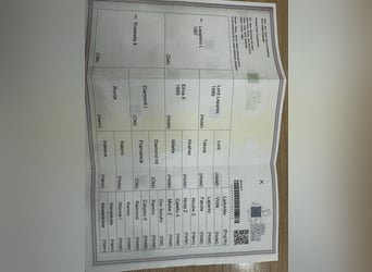 Studbook européen anglo, Hongre, 10 Ans, 176 cm, Bai