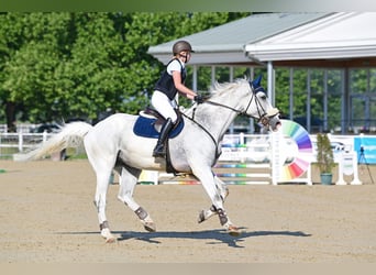 Studbook européen anglo, Hongre, 10 Ans, 182 cm, Gris