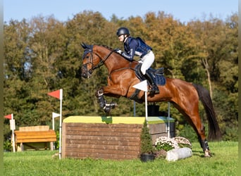 Studbook européen anglo, Hongre, 11 Ans, 164 cm, Bai