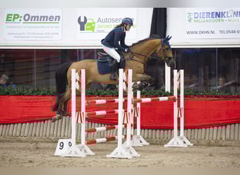 Studbook européen anglo, Hongre, 11 Ans, 164 cm, Bai
