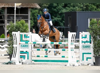Studbook européen anglo, Hongre, 11 Ans, 164 cm, Bai