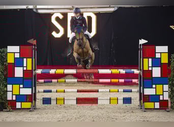 Studbook européen anglo, Hongre, 11 Ans, 164 cm, Bai