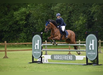 Studbook européen anglo, Hongre, 11 Ans, 164 cm, Bai