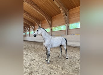 Studbook européen anglo, Hongre, 11 Ans, 165 cm, Gris pommelé