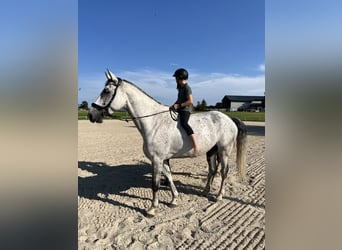 Studbook européen anglo, Hongre, 11 Ans, 165 cm, Gris pommelé