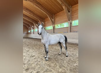 Studbook européen anglo, Hongre, 11 Ans, 165 cm, Gris pommelé