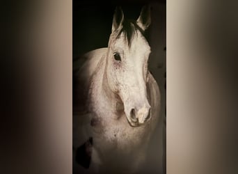 Studbook européen anglo, Hongre, 11 Ans, 165 cm, Gris pommelé