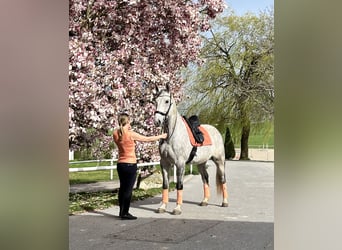 Studbook européen anglo, Hongre, 11 Ans, 165 cm, Gris pommelé