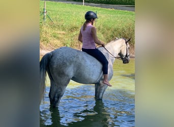 Studbook européen anglo, Hongre, 11 Ans, 165 cm, Gris pommelé