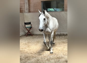 Studbook européen anglo, Hongre, 11 Ans, 165 cm, Gris pommelé
