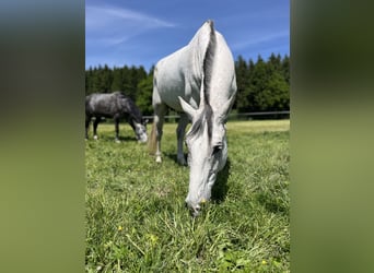 Studbook européen anglo, Hongre, 11 Ans, 165 cm, Gris pommelé