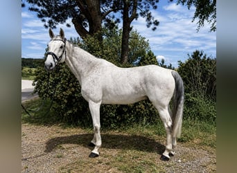 Studbook européen anglo, Hongre, 11 Ans, 178 cm, Gris moucheté