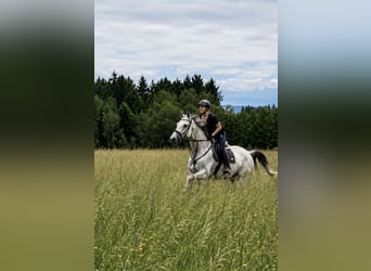 Studbook européen anglo, Hongre, 11 Ans, 178 cm, Gris moucheté