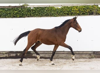 Studbook européen anglo, Hongre, 2 Ans, 153 cm, Bai