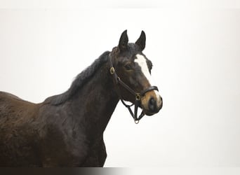 Studbook européen anglo, Hongre, 2 Ans, 154 cm, Bai brun