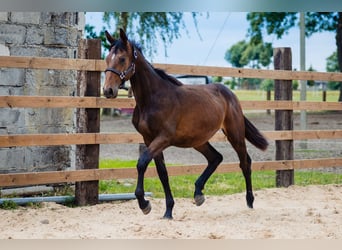 Studbook européen anglo, Hongre, 2 Ans, 165 cm, Bai cerise