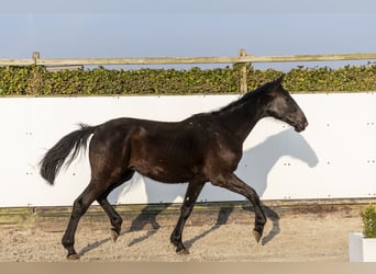 Studbook européen anglo, Hongre, 2 Ans, 168 cm, Bai brun foncé