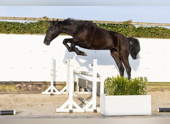 Studbook européen anglo, Hongre, 2 Ans, 168 cm, Bai brun foncé