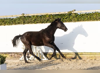 Studbook européen anglo, Hongre, 2 Ans, 168 cm, Bai brun foncé