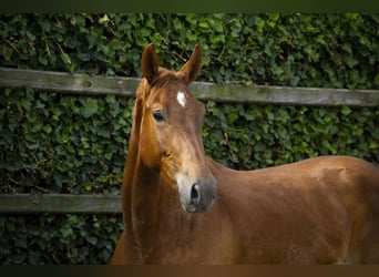 Studbook européen anglo, Hongre, 3 Ans, 157 cm, Alezan