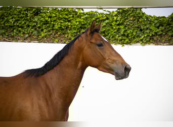 Studbook européen anglo, Hongre, 3 Ans, 157 cm, Alezan