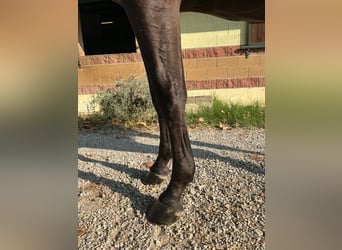 Studbook européen anglo, Hongre, 3 Ans, 163 cm, Bai