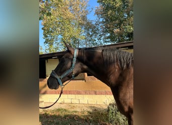 Studbook européen anglo, Hongre, 3 Ans, 163 cm, Bai