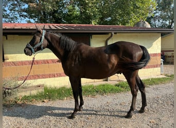 Studbook européen anglo, Hongre, 3 Ans, 163 cm, Bai