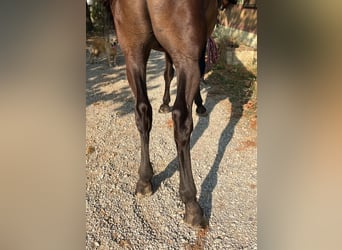 Studbook européen anglo, Hongre, 3 Ans, 163 cm, Bai