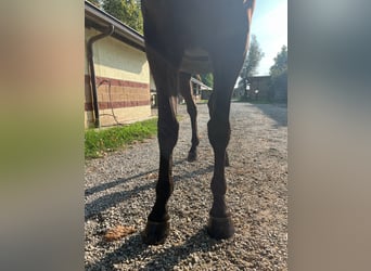 Studbook européen anglo, Hongre, 3 Ans, 163 cm, Bai