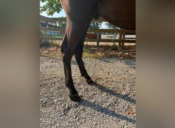 Studbook européen anglo, Hongre, 3 Ans, 163 cm, Bai