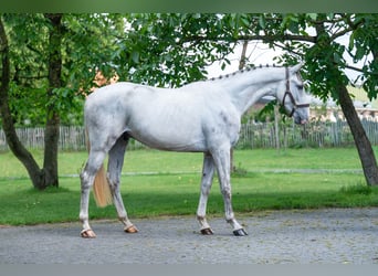 Studbook européen anglo, Hongre, 3 Ans, 166 cm, Gris