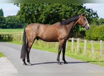 Studbook européen anglo, Hongre, 3 Ans, 171 cm, Roan-Bay