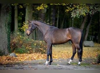 Studbook européen anglo, Hongre, 3 Ans, Bai