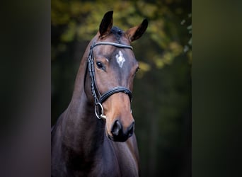 Studbook européen anglo, Hongre, 3 Ans, Bai