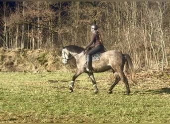 Studbook européen anglo, Hongre, 4 Ans, 163 cm, Gris